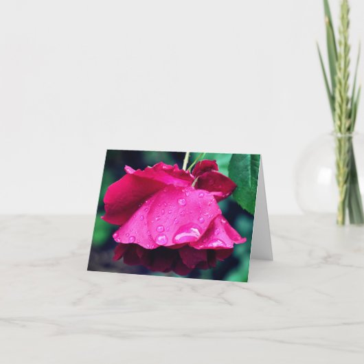 Photographie de fleur de rose rouge après la pluie (Devant)