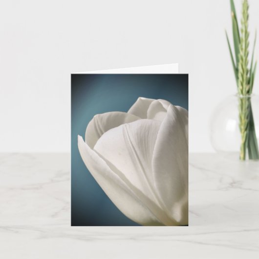 Photographie de fleur de tulipe blanche (Devant)