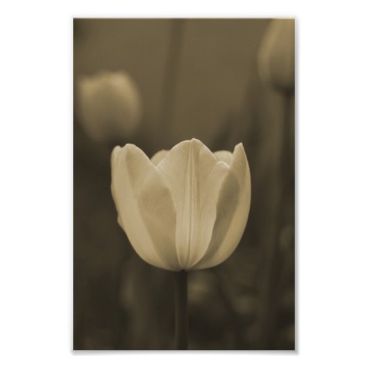Photographie de fleur de Tulipe simple imprimer sé (Devant)