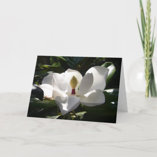 photographie de fleur magnolia carte de voeux art (Devant)