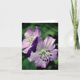 Photographie de fleurs de géranium jumelles lavand
