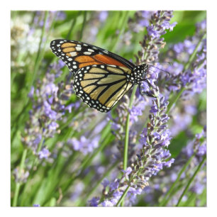 Photographie de fleurs de lavande et de papillon m