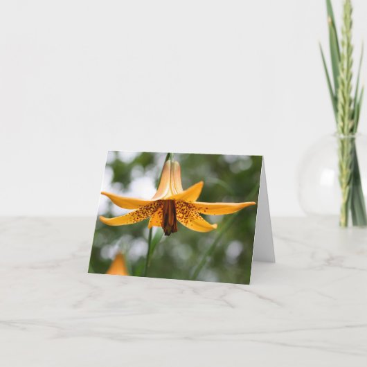 Photographie de fleurs de lis canadiennes (Devant)