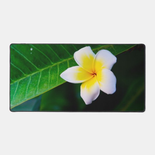 Photographie de fleurs de plumeria (Recto)