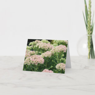 Photographie de fleurs de Sedum presque épanouies