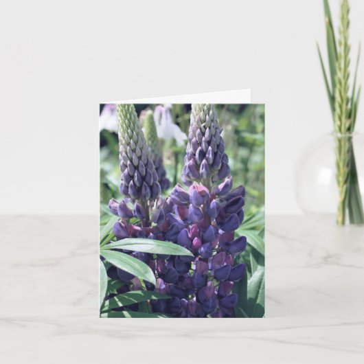 Photographie de fleurs de trio de lupin (Devant)