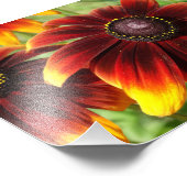 Photographie de Fleurs orange, Kodak Professional (Coin)