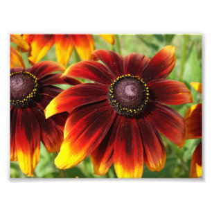 Photographie de Fleurs orange, Kodak Professional
