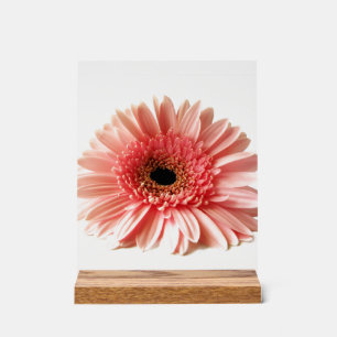 Photographie de gerbera rose frais
