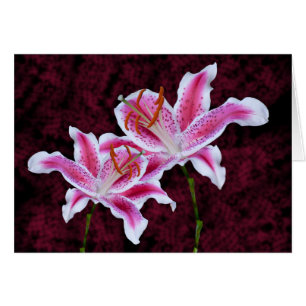 Photographie de gros plan de lys Stargazer rose et
