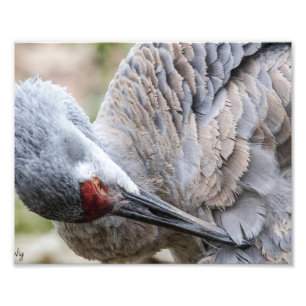 Photographie de grue de Sandhill Imprimer