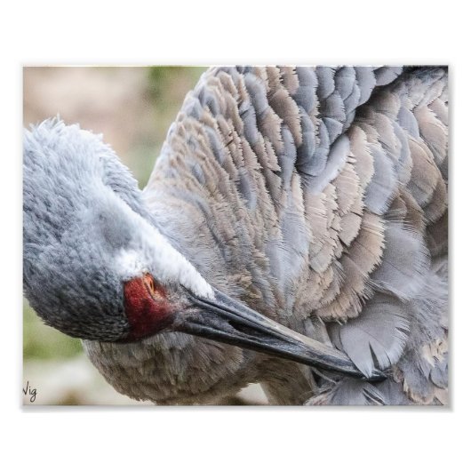 Photographie de grue de Sandhill Imprimer (Devant)