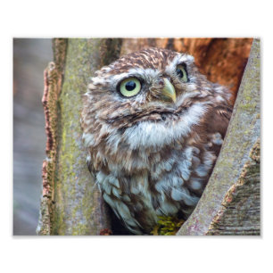photographie de hibou