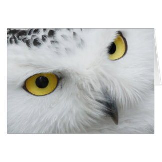 Photographie de hibou de Milou