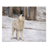 Photographie de Howling Wolf en bois Imprimer