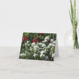 Photographie de jardin de fleurs d'Hibiscus et de