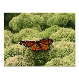 Photographie de la belle nature du papillon vice-r