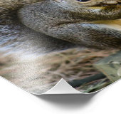 Photographie de la faune des écureuils (Coin)