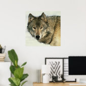 Photographie de la faune Poster de loup gris 24x24 (Bureau à domicile)