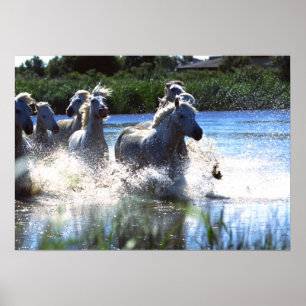 Photographie de la faune Poster des Chevaux sauvag