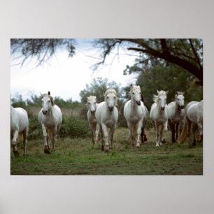 Photographie de la faune Poster des Chevaux sauvag