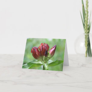 Photographie de la fleur de gentiane rouge