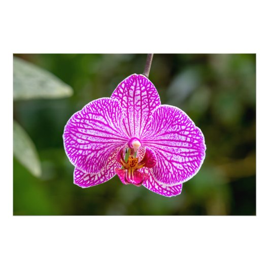 Photographie de la fleur d'orchidée rose chaud (Devant)