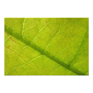 Photographie de la nature botanique de la feuille 