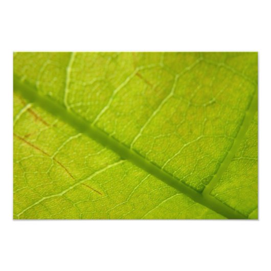 Photographie de la nature botanique de la feuille (Devant)