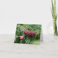 Photographie de la nature de cônes de pin bébé