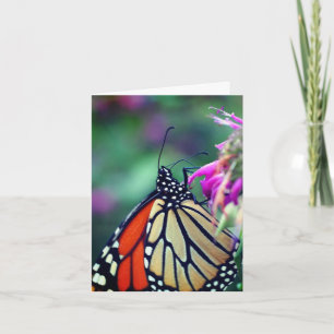 Photographie de la nature papillon monarque