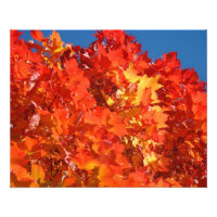 Photographie de la nature Rouge Orange Jaune Feuil