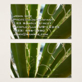 Photographie de la nature verte Feuille du Yucca (Devant & derrière)