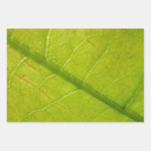 Photographie de la nature verte Feuille du Yucca (Devant 3)