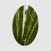 Photographie de la nature verte Feuille du Yucca (devant)