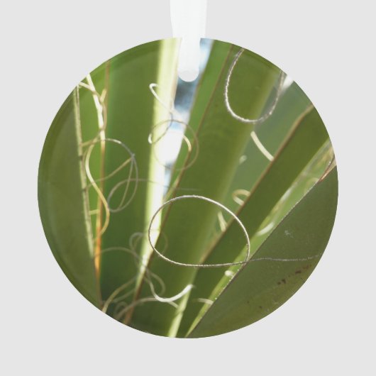 Photographie de la nature verte Feuille du Yucca (dos)