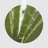 Photographie de la nature verte Feuille du Yucca (devant)