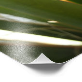 Photographie de la nature verte Feuille du Yucca (Coin)