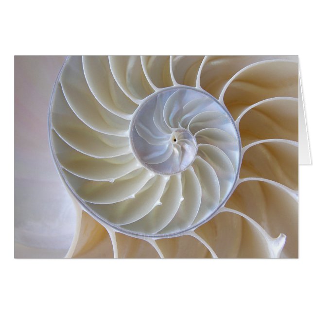 Photographie de la spirale dorée de Nautilus Shell (Devant horizontal)