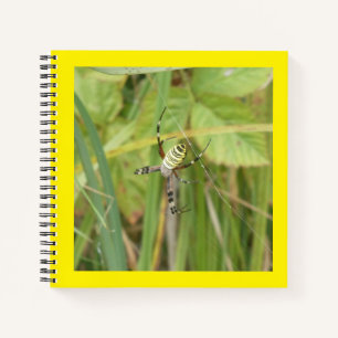 Photographie de l'araignée guêpe Cahier carré