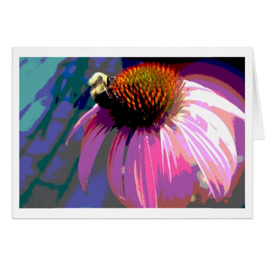 Photographie de l'échinacée rose (Devant horizontal)