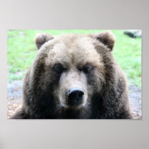 PHOTOGRAPHIE DE L'OURS 12X12 GRIZZLY POSTER