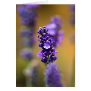 Photographie de macro de fleur de lavande