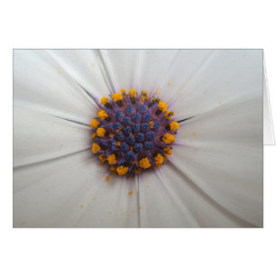 Photographie de marguerite africaine