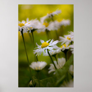 Photographie de marguerites sur affiche
