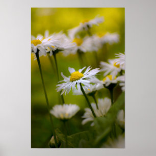 Photographie de marguerites sur affiche