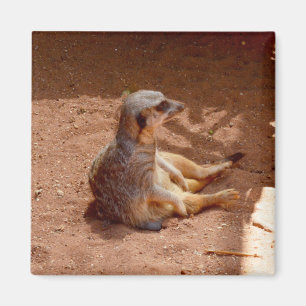 Photographie de Meerkat assis, Aimant frigo