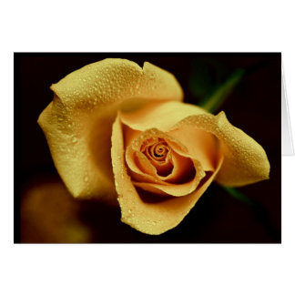 Photographie de nature