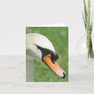 Photographie de nature cygne Regard de roi