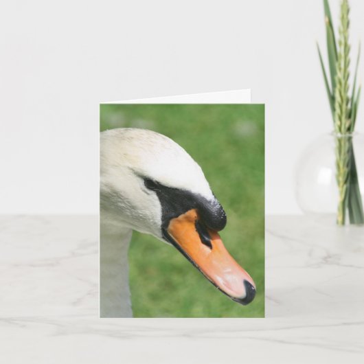 Photographie de nature cygne Regard de roi (Devant)